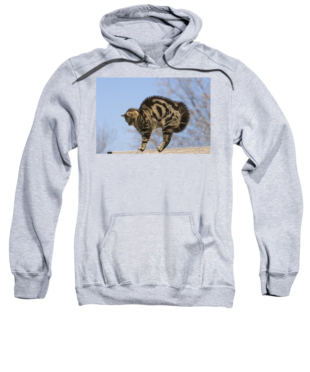 Feb0514 Sweatshirt featuring the photograph House Cat With Raised Hackles Germany by Konrad Wothe