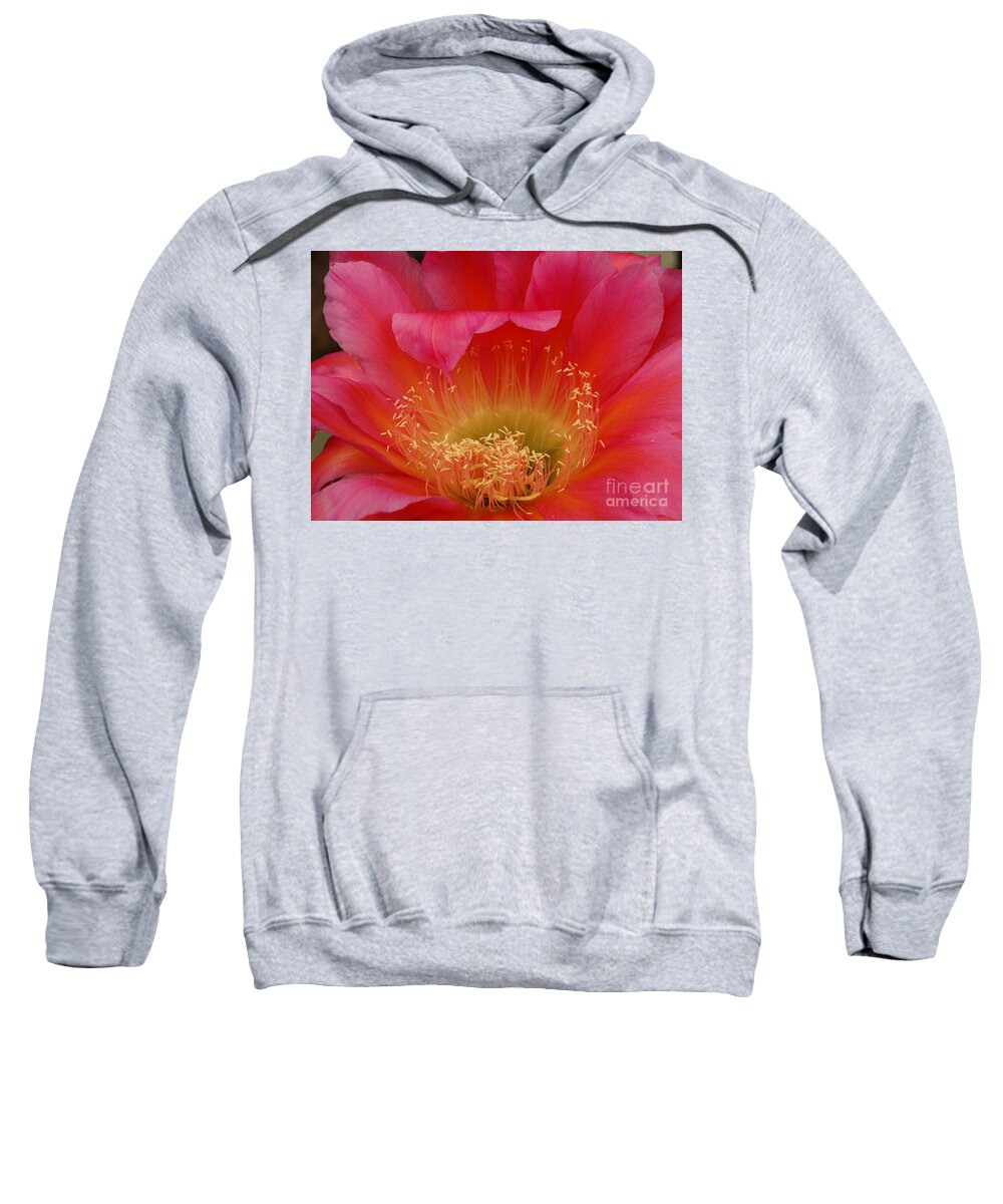 Prickly Pear Cactus Sweatshirt featuring the photograph In the Pink by Vivian Christopher