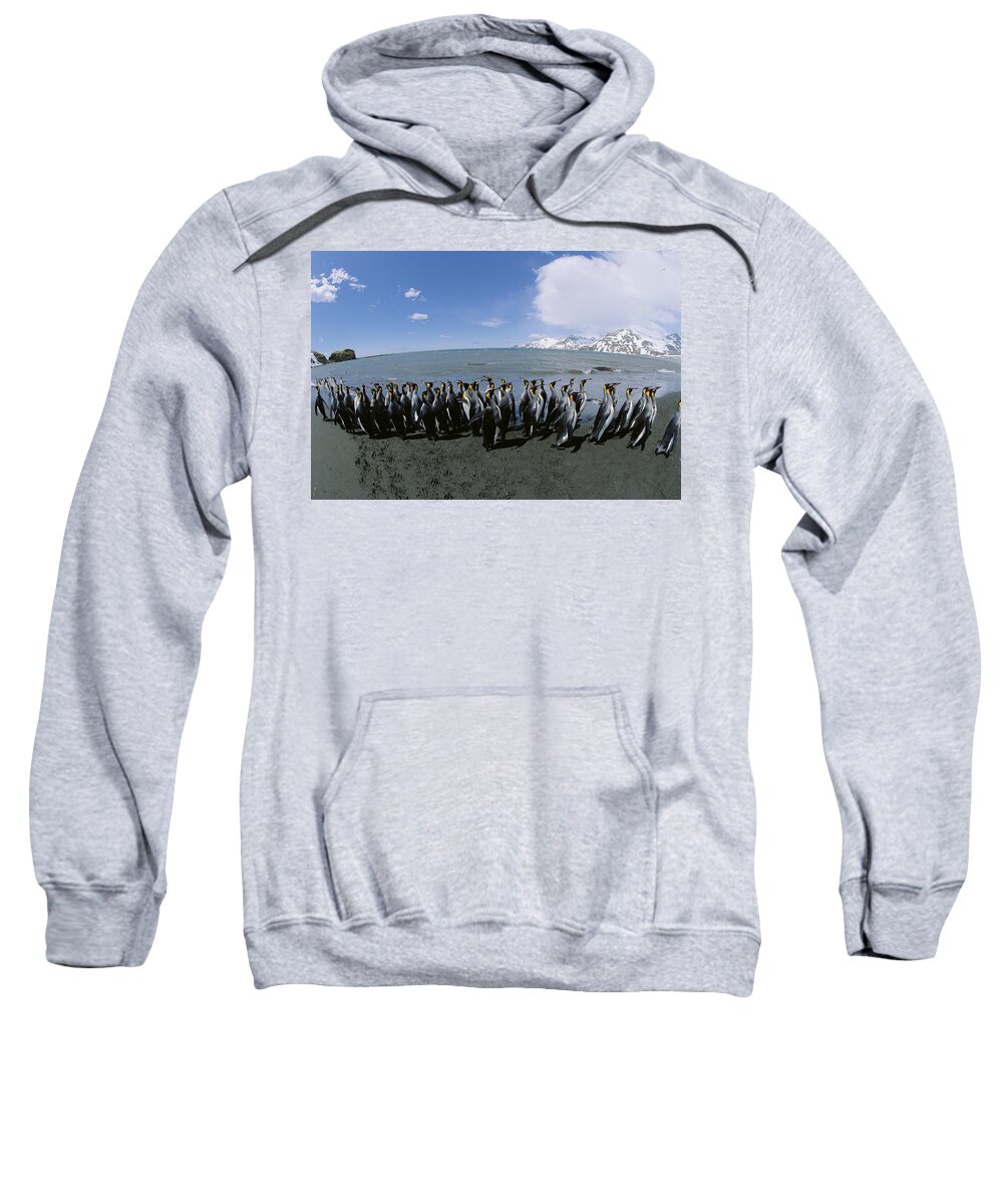 Feb0514 Sweatshirt featuring the photograph King Penguin Colony South Georgia Island by Konrad Wothe
