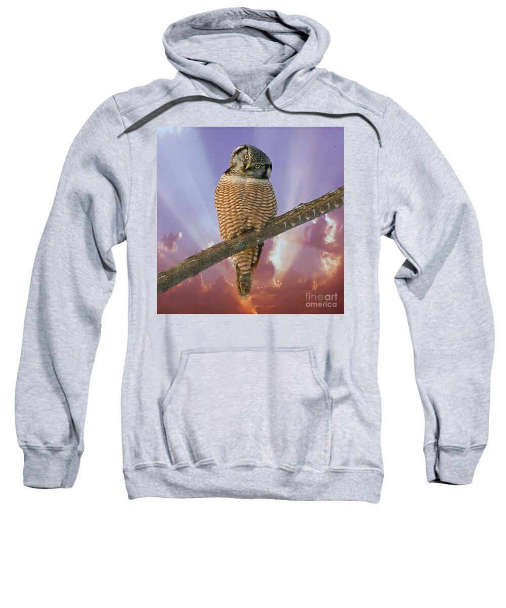 Hawk Owl Sweatshirt featuring the photograph Lest ye be judged by Heather King