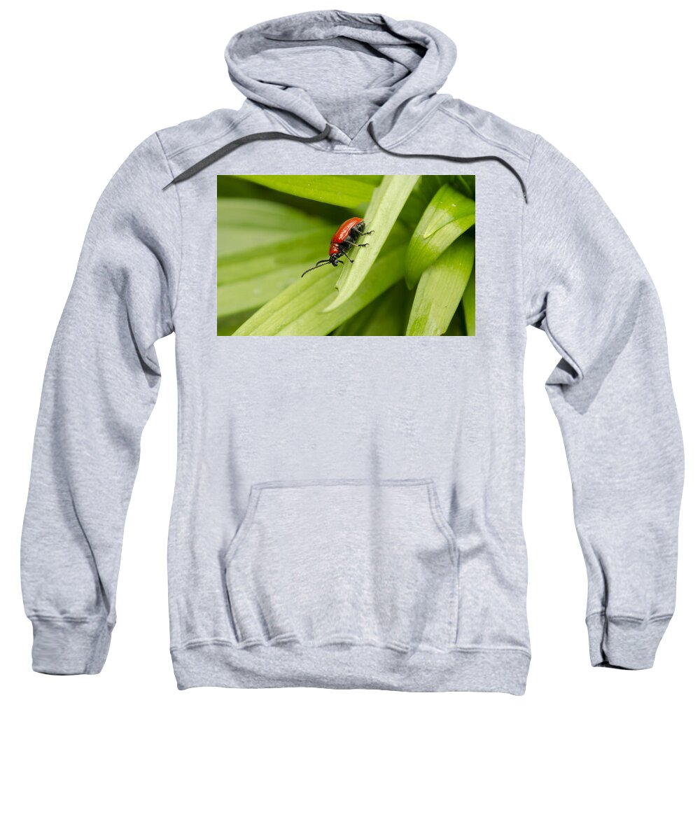Lily Beetle Sweatshirt featuring the photograph Lily Beetle by Spikey Mouse Photography