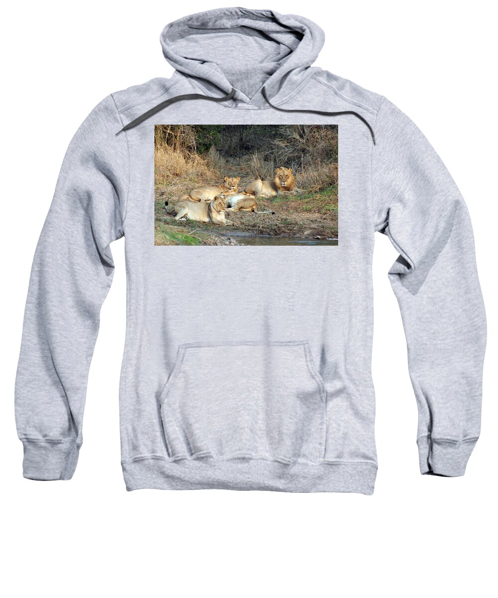 Big 5 Sweatshirt featuring the photograph Lion pride by Paul Fell