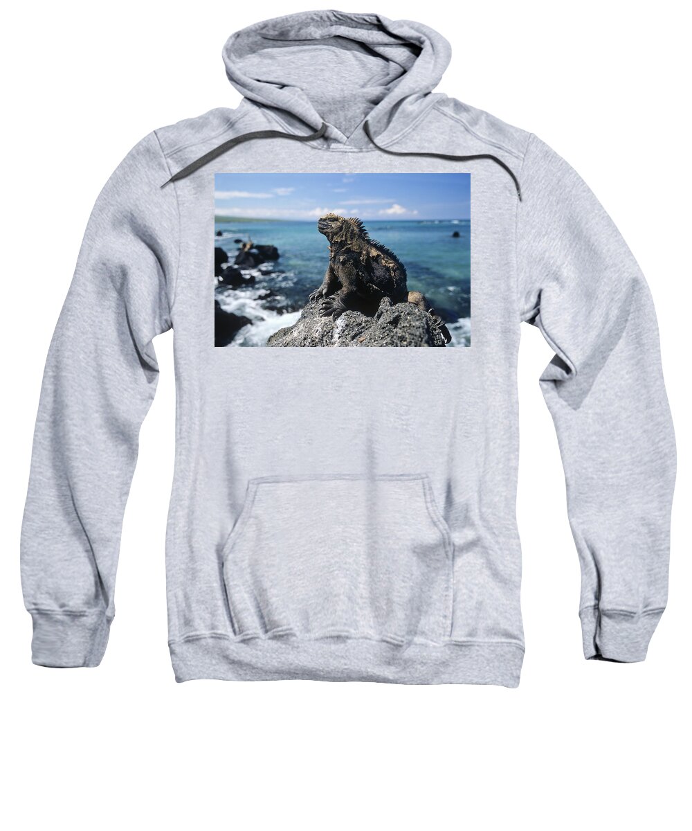 Feb0514 Sweatshirt featuring the photograph Marine Iguana Basking Galapagos Islands by Konrad Wothe