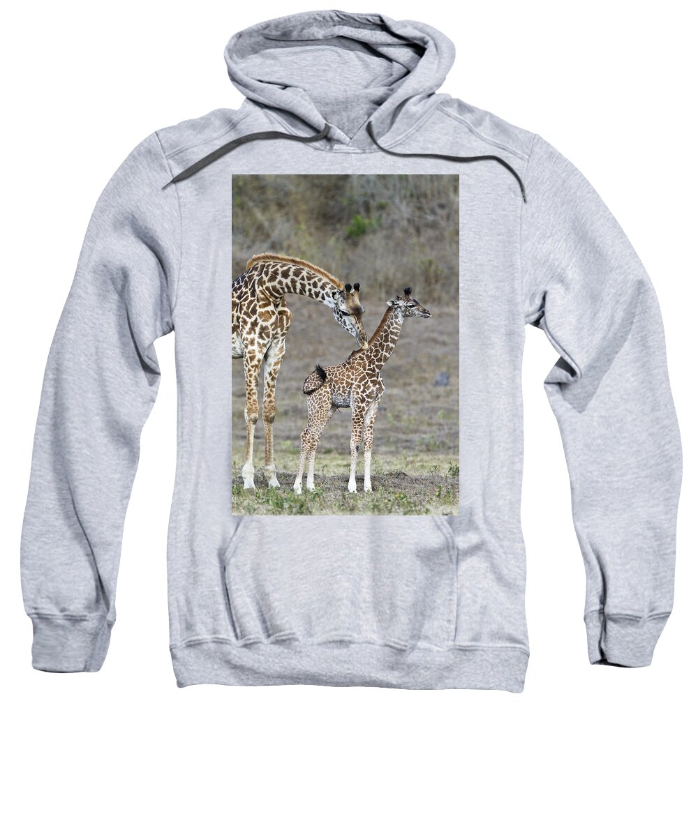 Feb0514 Sweatshirt featuring the photograph Masai Giraffe Mother Cleaning Calf by Konrad Wothe