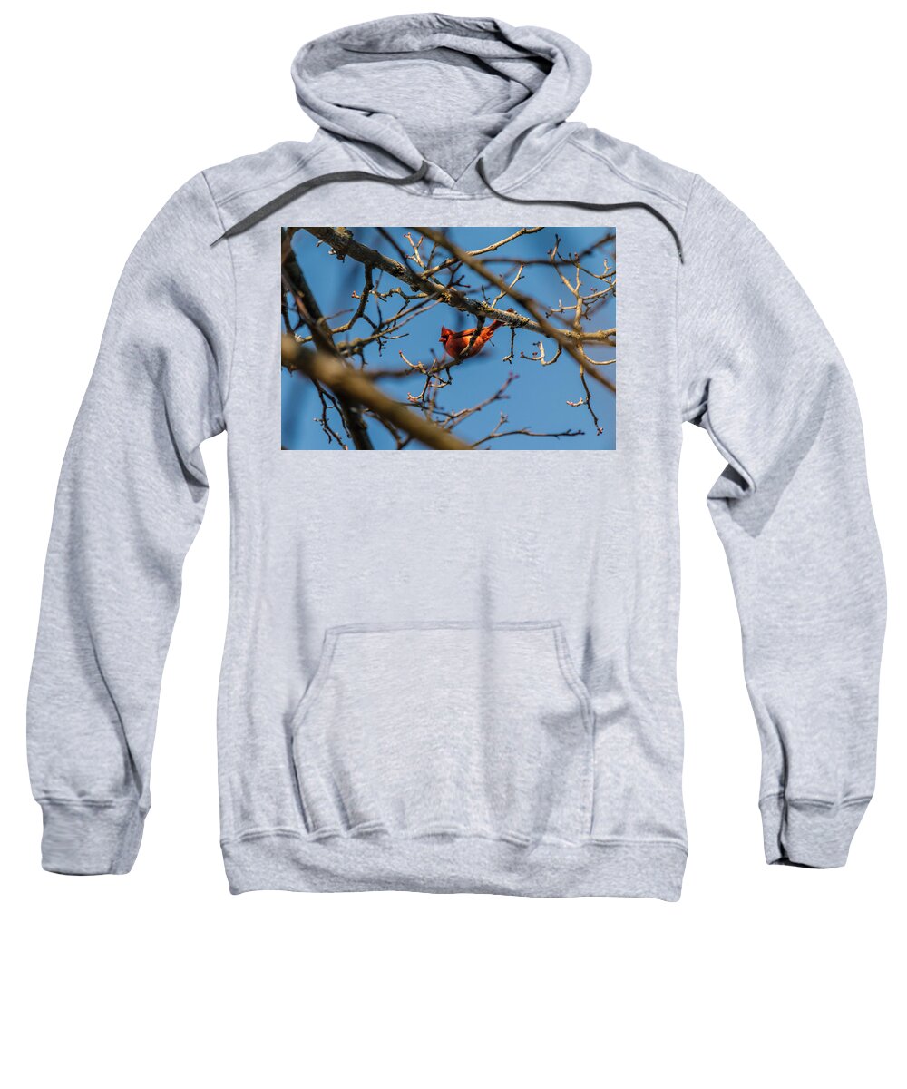 Cardinal Sweatshirt featuring the photograph Northern Cardinal by SAURAVphoto Online Store