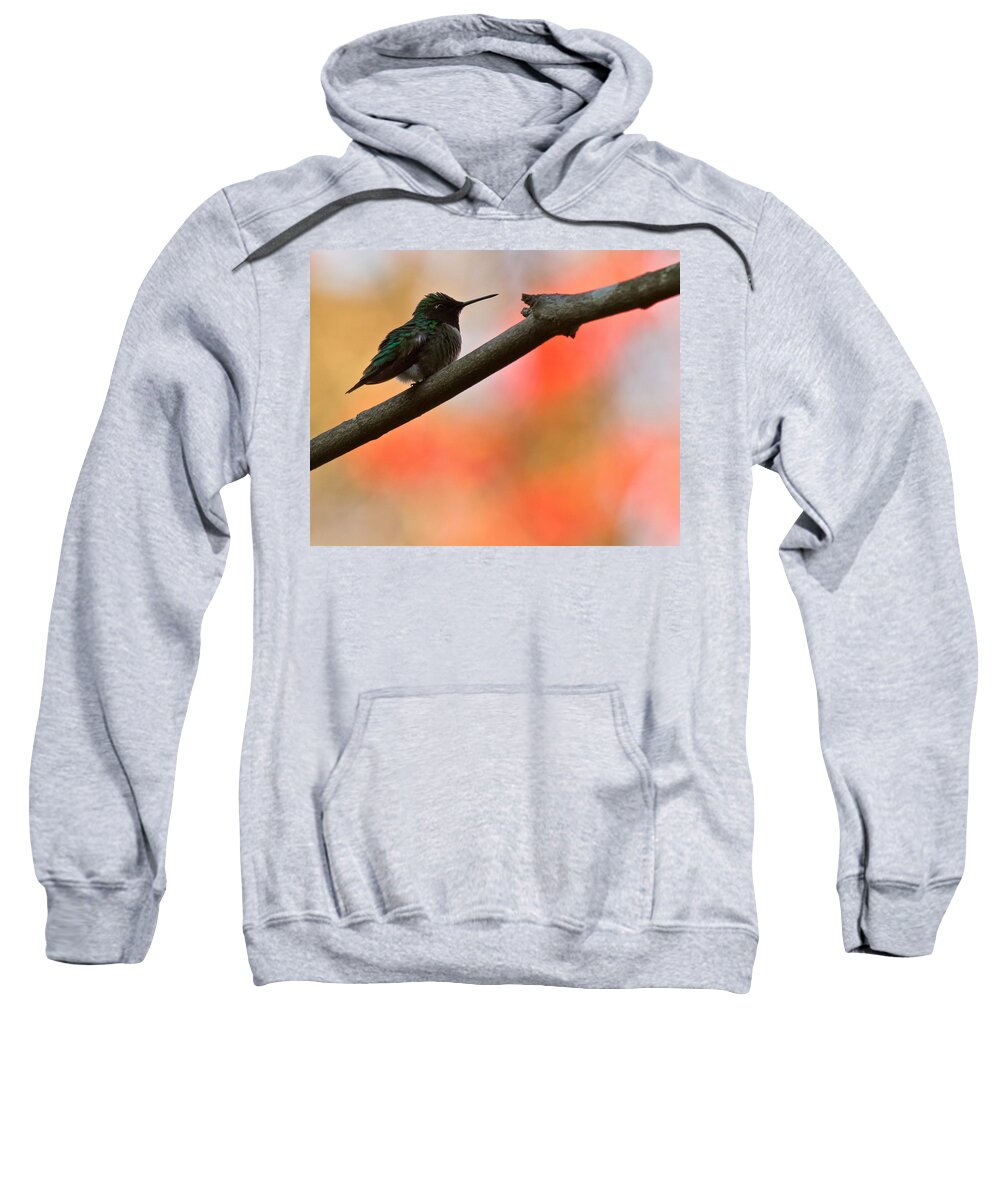 Ruby-throated Humming Bird Sweatshirt featuring the photograph On Guard by Robert L Jackson