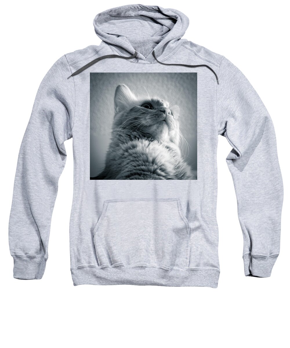 Cats Sweatshirt featuring the photograph Orange Cat 7P02565b by Guy Whiteley