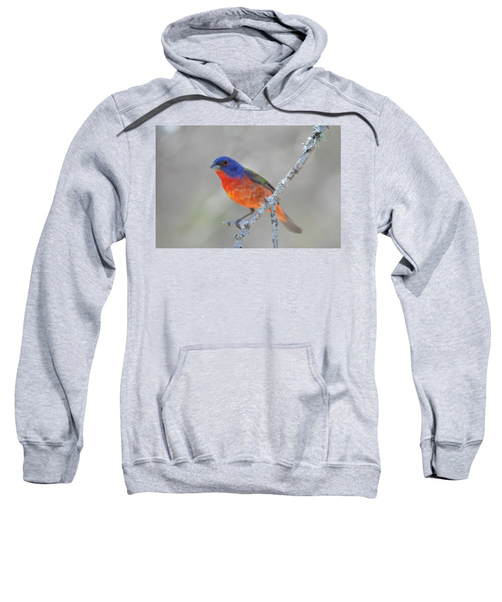 Bunting Sweatshirt featuring the photograph Painted Bunting by Frank Madia