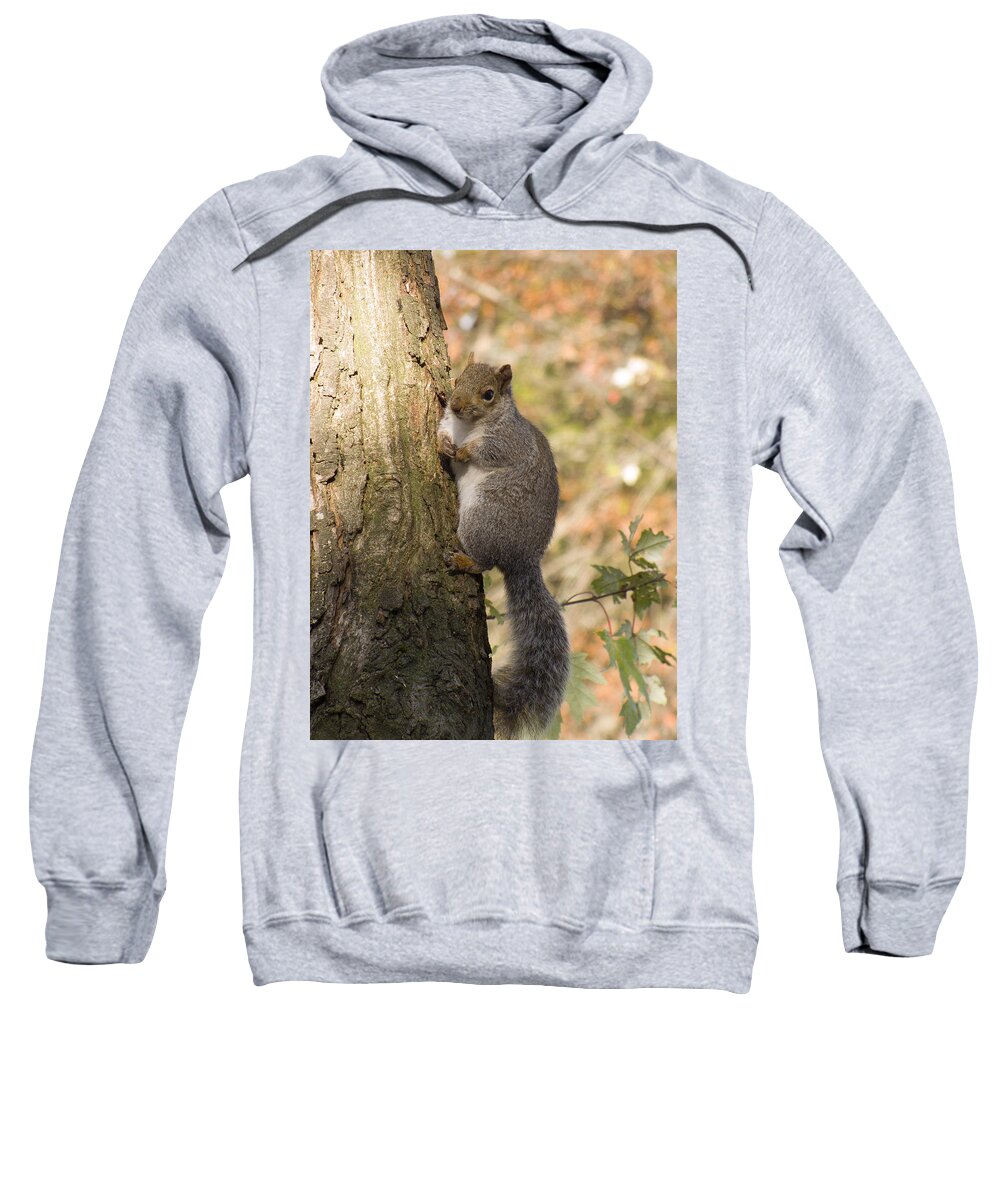 Phil Welsher Sweatshirt featuring the photograph Pardon Me Any Nuts to Spare by Phil Welsher