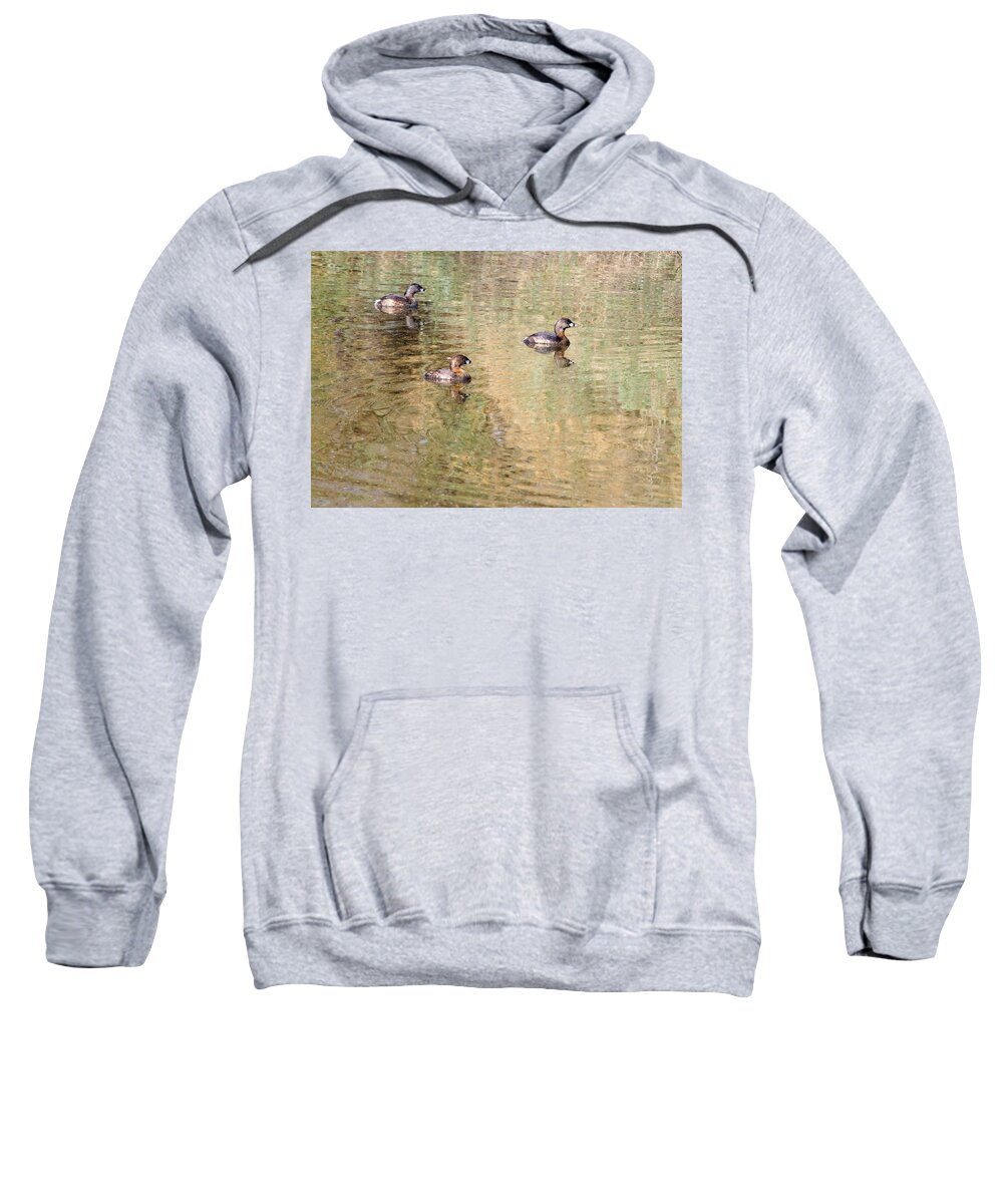 Pied-billed Grebes Sweatshirt featuring the photograph Pied-billed Grebes by Tam Ryan