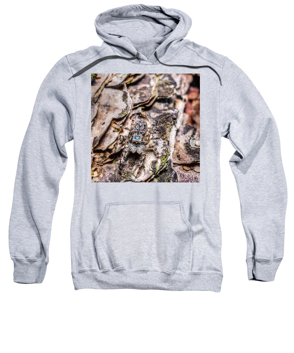 Animal Sweatshirt featuring the photograph Platycryptus undatus by Traveler's Pics