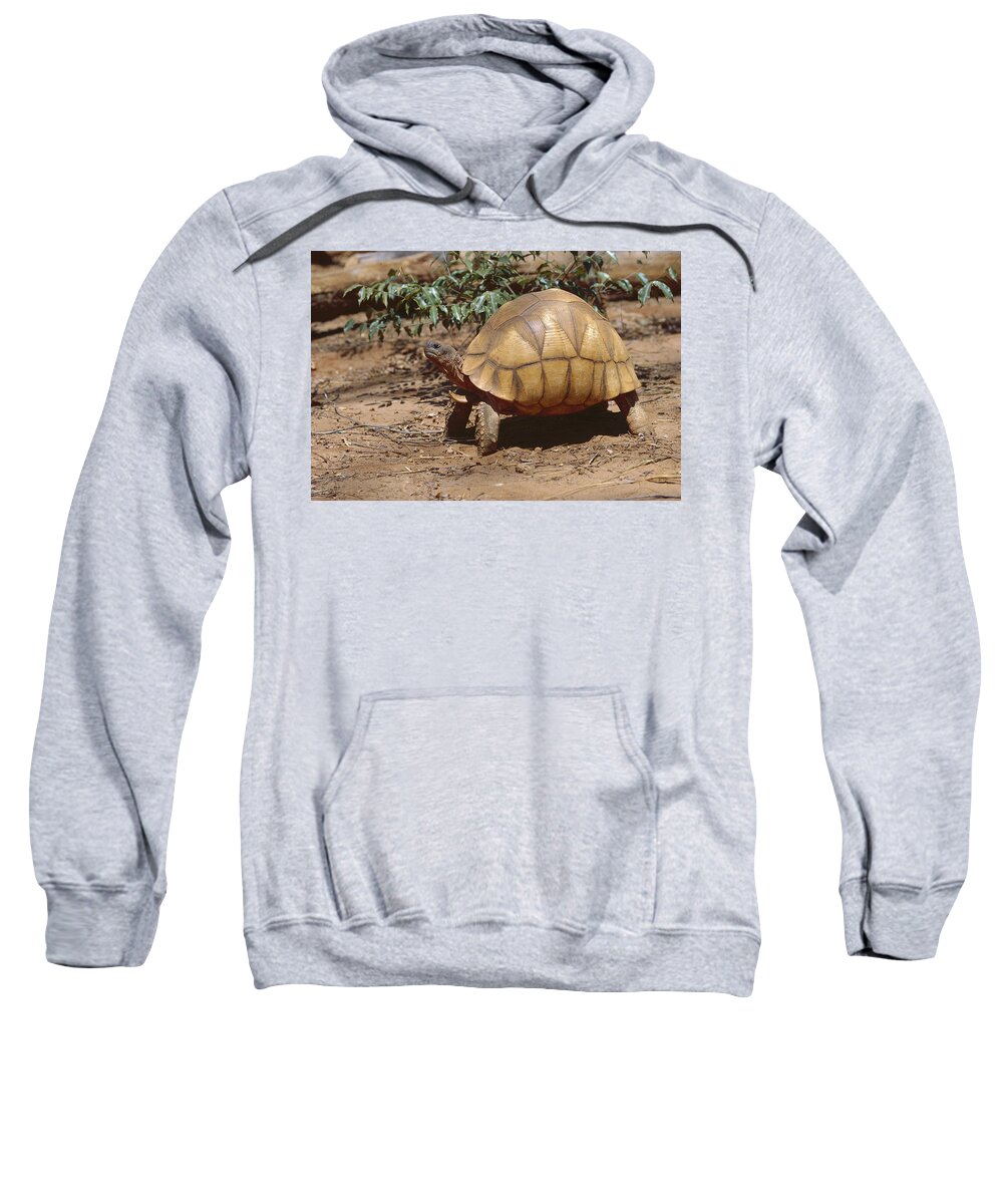 Feb0514 Sweatshirt featuring the photograph Ploughshare Tortoise Portrait by Konrad Wothe