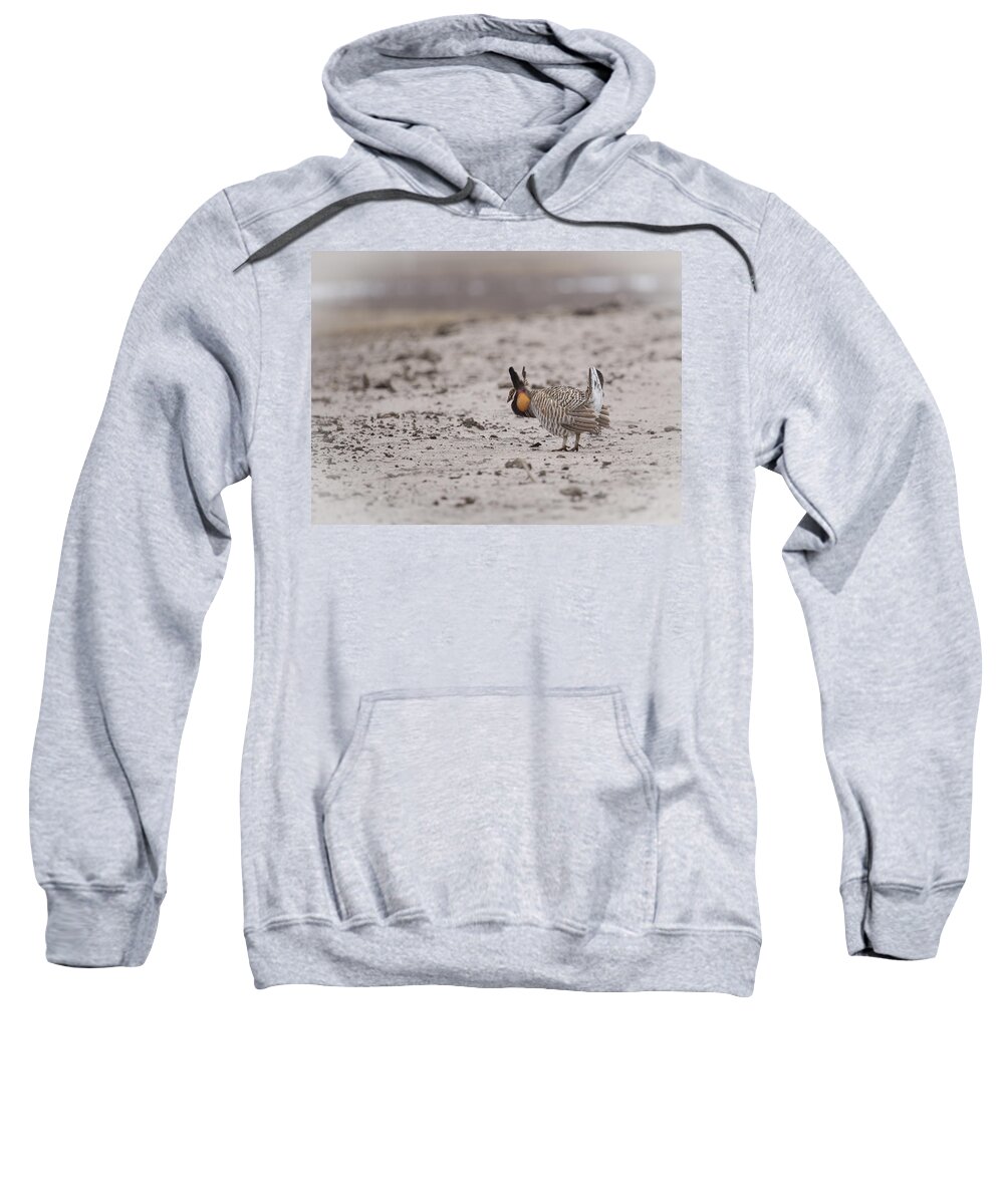 Wisconsin's Prairie Chicken Sweatshirt featuring the photograph Prairie Chicken 2013-1 by Thomas Young