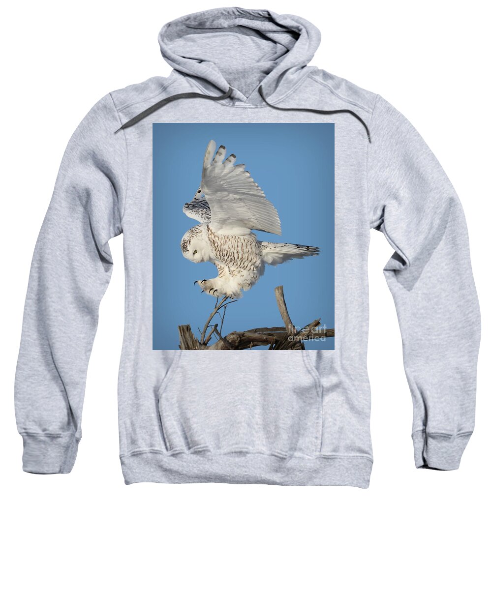 Snowy Owls Sweatshirt featuring the photograph Precision by Heather King