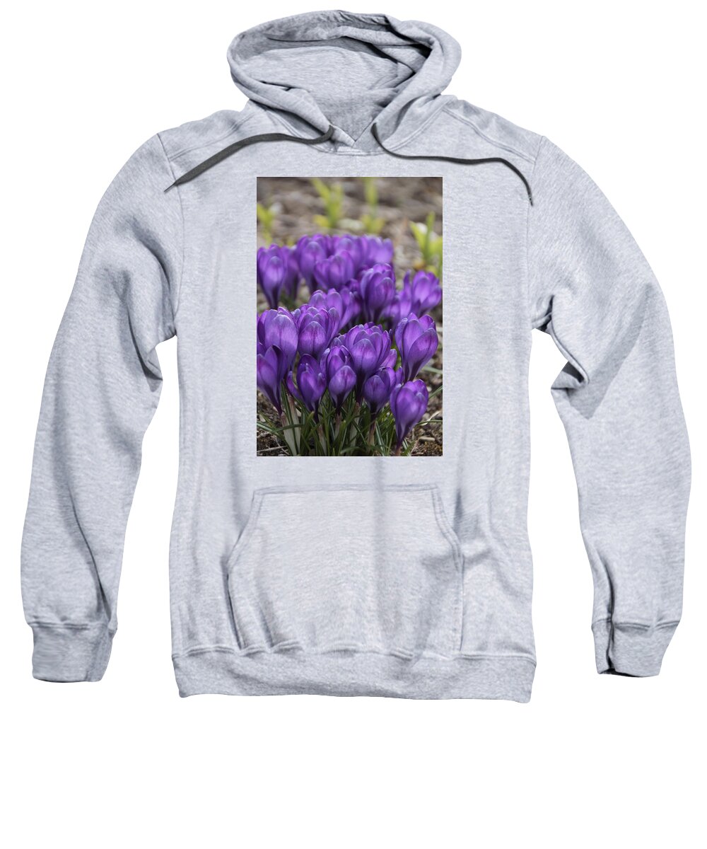 Springtime Sweatshirt featuring the photograph Purple crocus Flowers by Valerie Collins