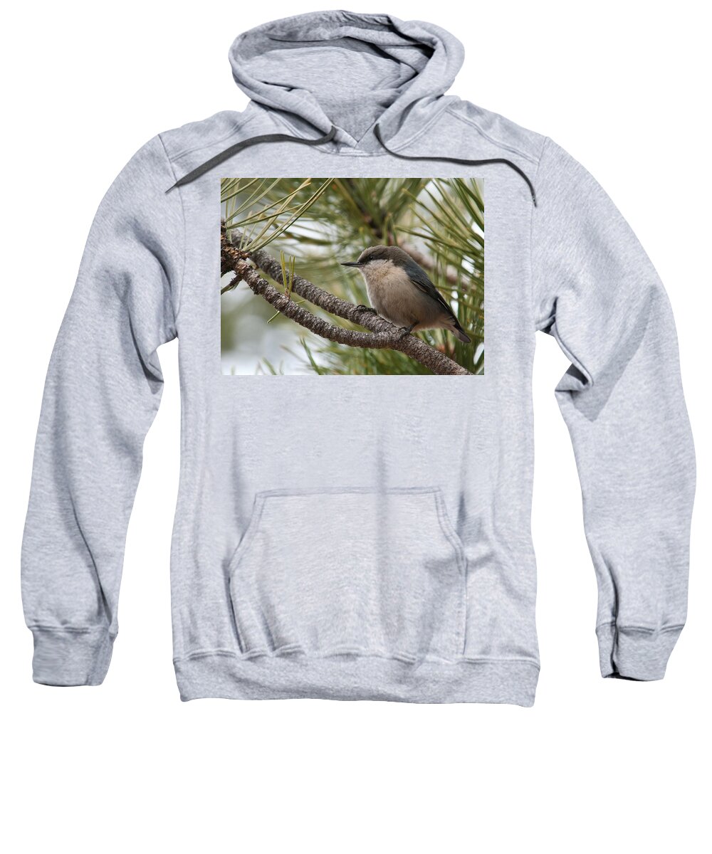 Pygmy Nuthatch Sweatshirt featuring the photograph Pygmy Nuthatch by Cascade Colors