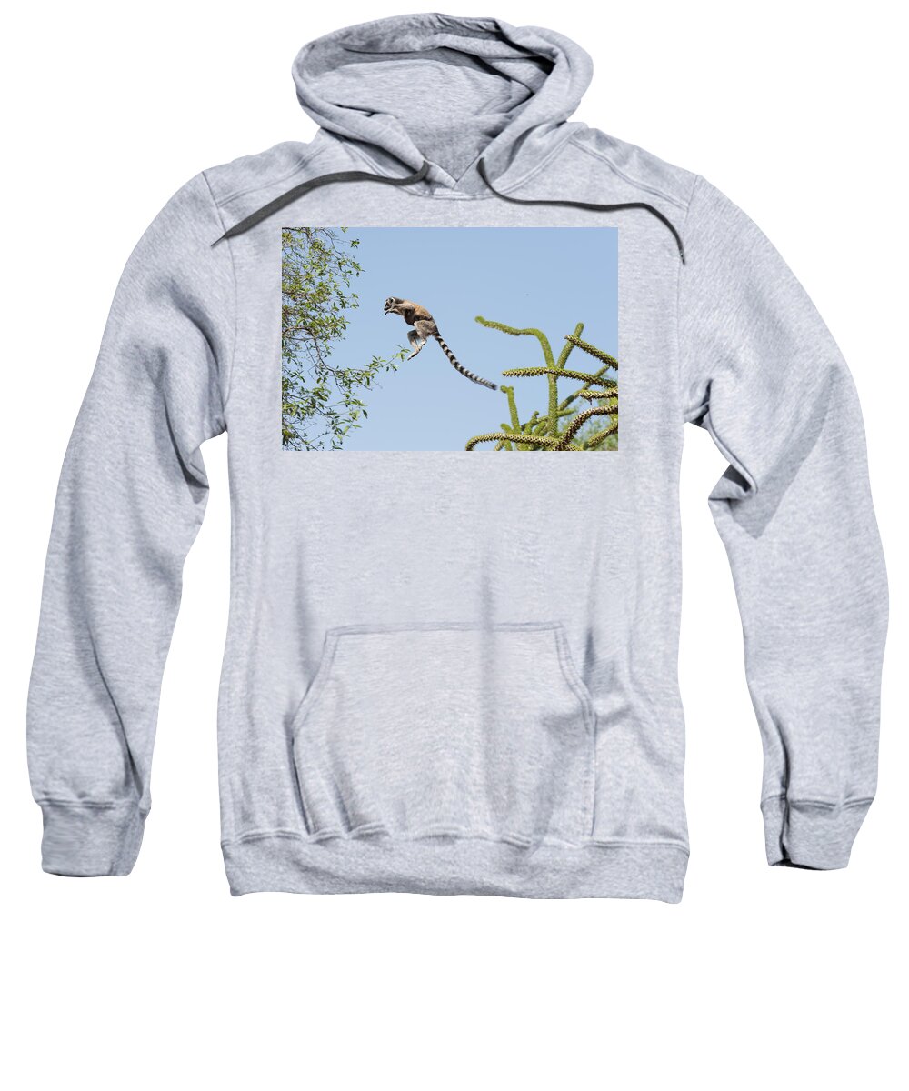 536467 Sweatshirt featuring the photograph Ring-tailed Lemur And Baby Leaping by Suzi Eszterhas