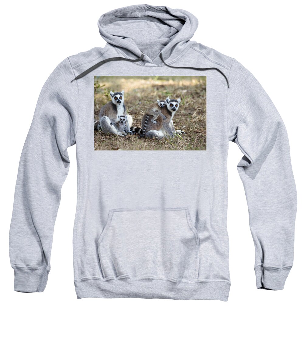 Feb0514 Sweatshirt featuring the photograph Ring Tailed Lemur With Young Madagascar by Konrad Wothe