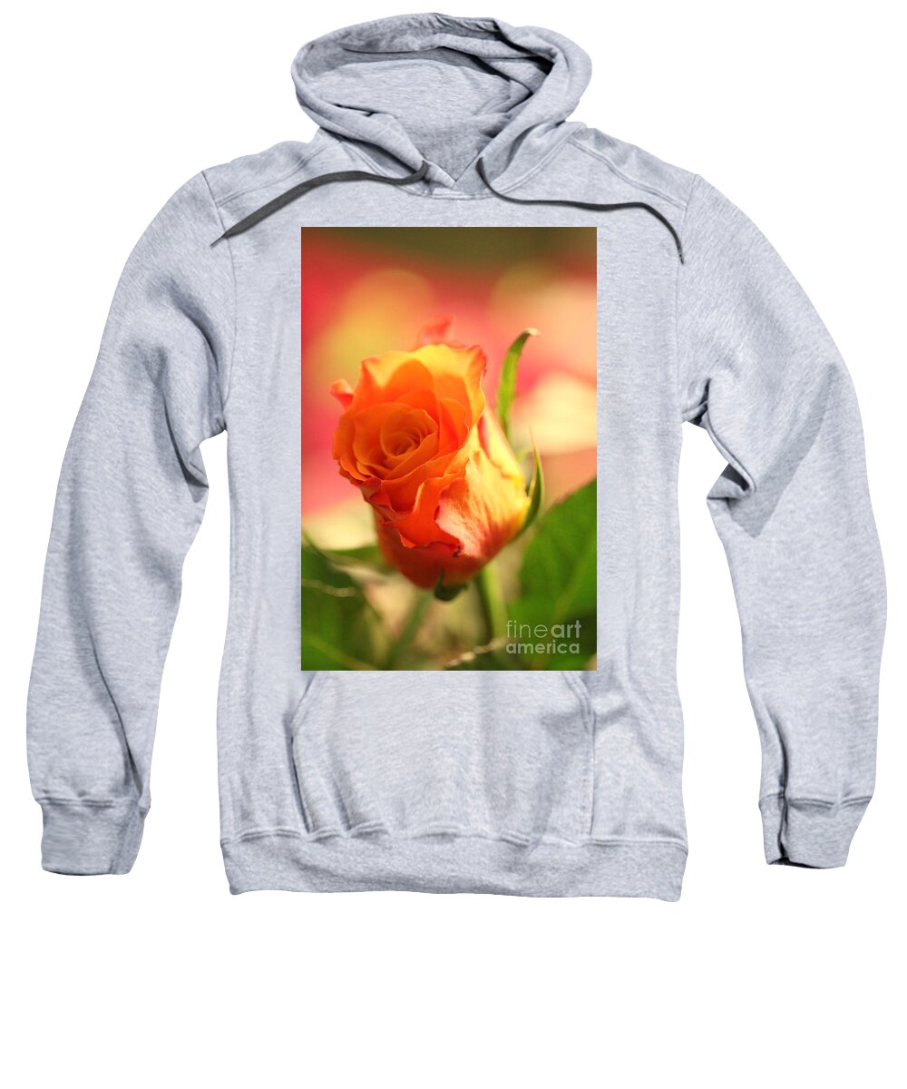 Background Sweatshirt featuring the photograph Rose on pink background II by Amanda Mohler