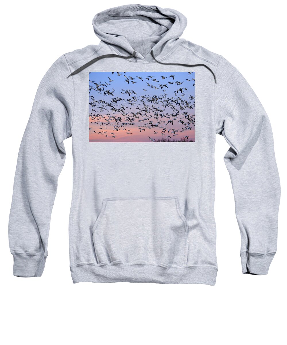 Flpa Sweatshirt featuring the photograph Snow Goose Flock In Flight New Mexico by Malcolm Schuyl