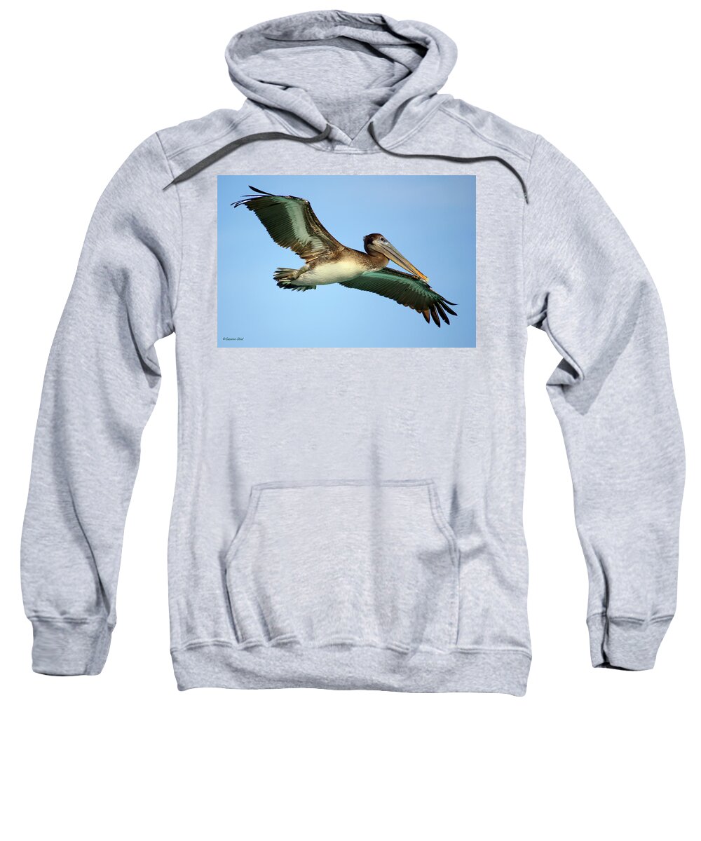 Pelican Sweatshirt featuring the photograph Soaring Pelican by Suzanne Stout