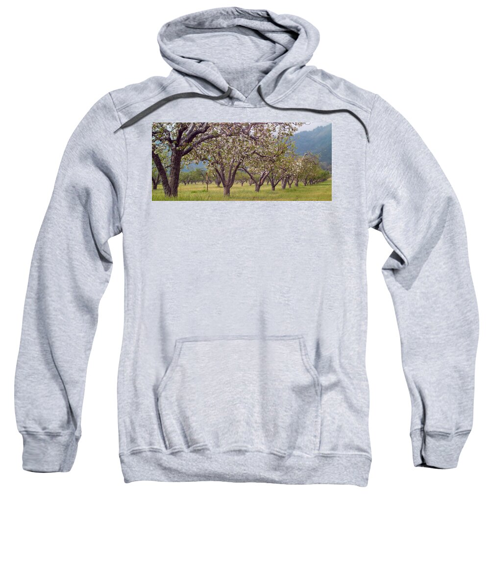 Orchard Sweatshirt featuring the photograph Spring Cherry Blossoms by Scott Campbell