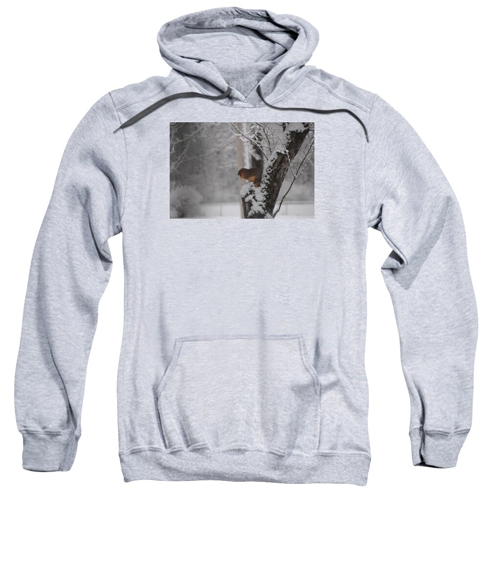 Squirrel Sweatshirt featuring the photograph Squirrel in Winter by Valerie Collins