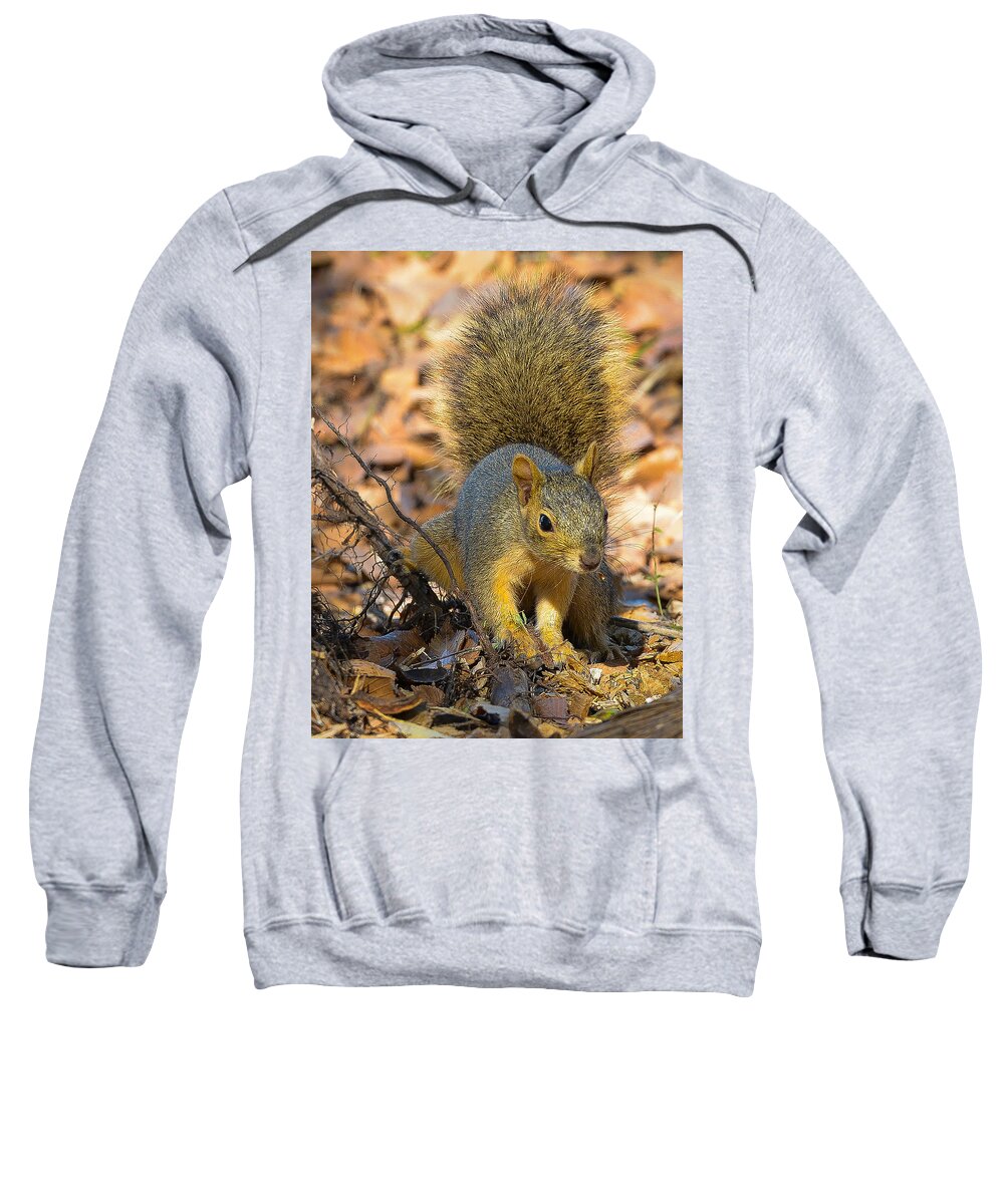 Squirrel Sweatshirt featuring the photograph Squirrel by John Johnson