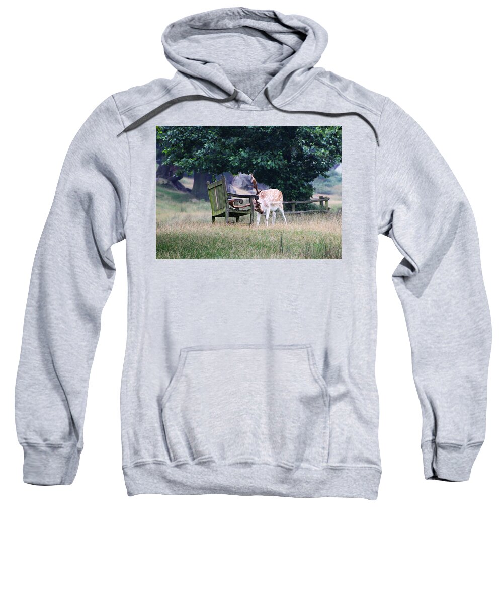 Stag Sweatshirt featuring the photograph Stag and park bench by Tom Conway