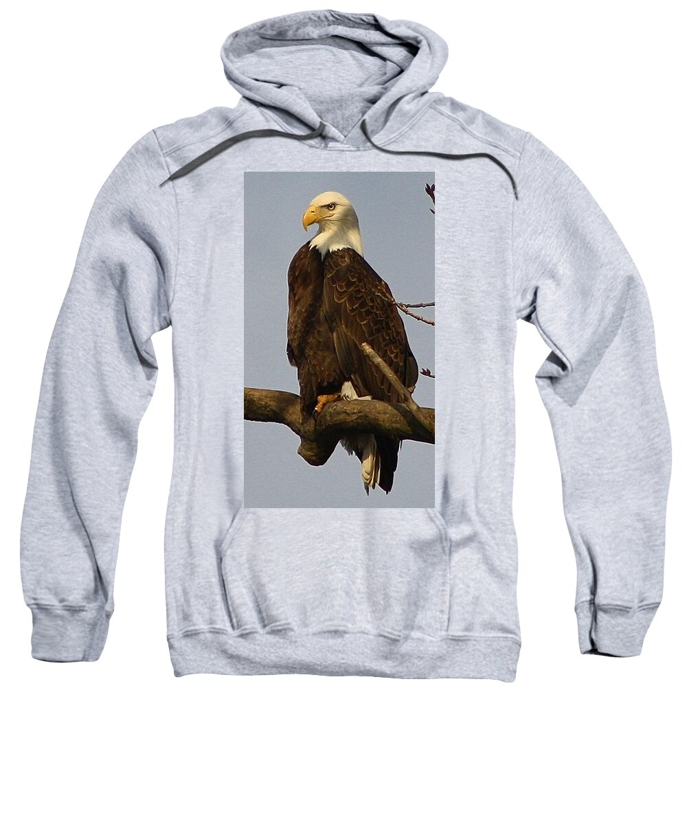 Bird Sweatshirt featuring the photograph Standing Watch by Bruce Bley