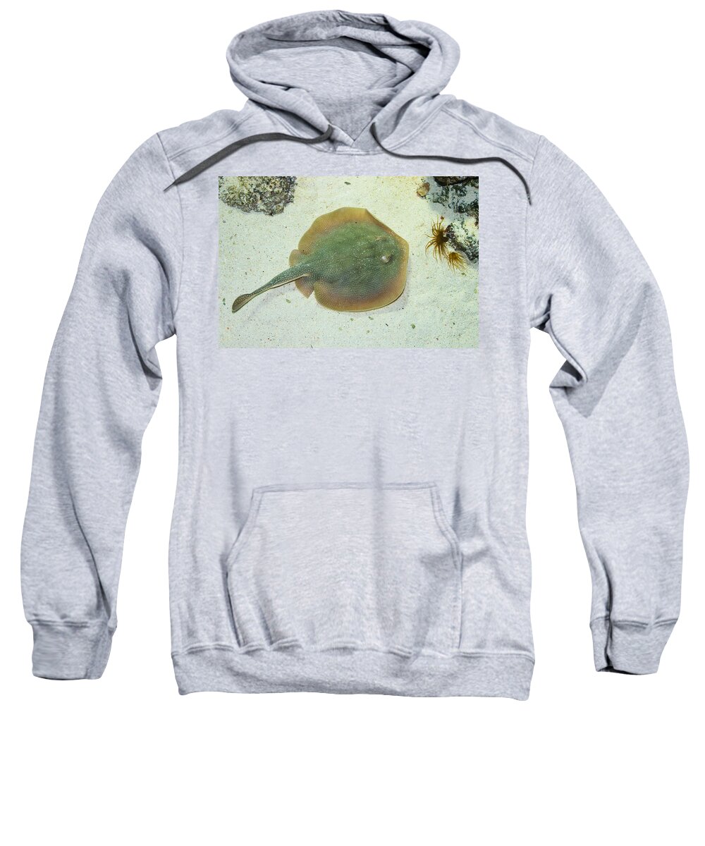 Stingray Sweatshirt featuring the photograph Stingray by Andreas Berthold