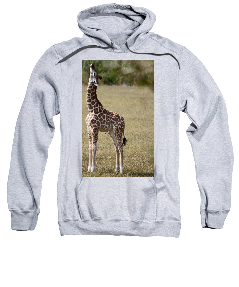 Giraffe Sweatshirt featuring the photograph Stretch by Lori Tambakis
