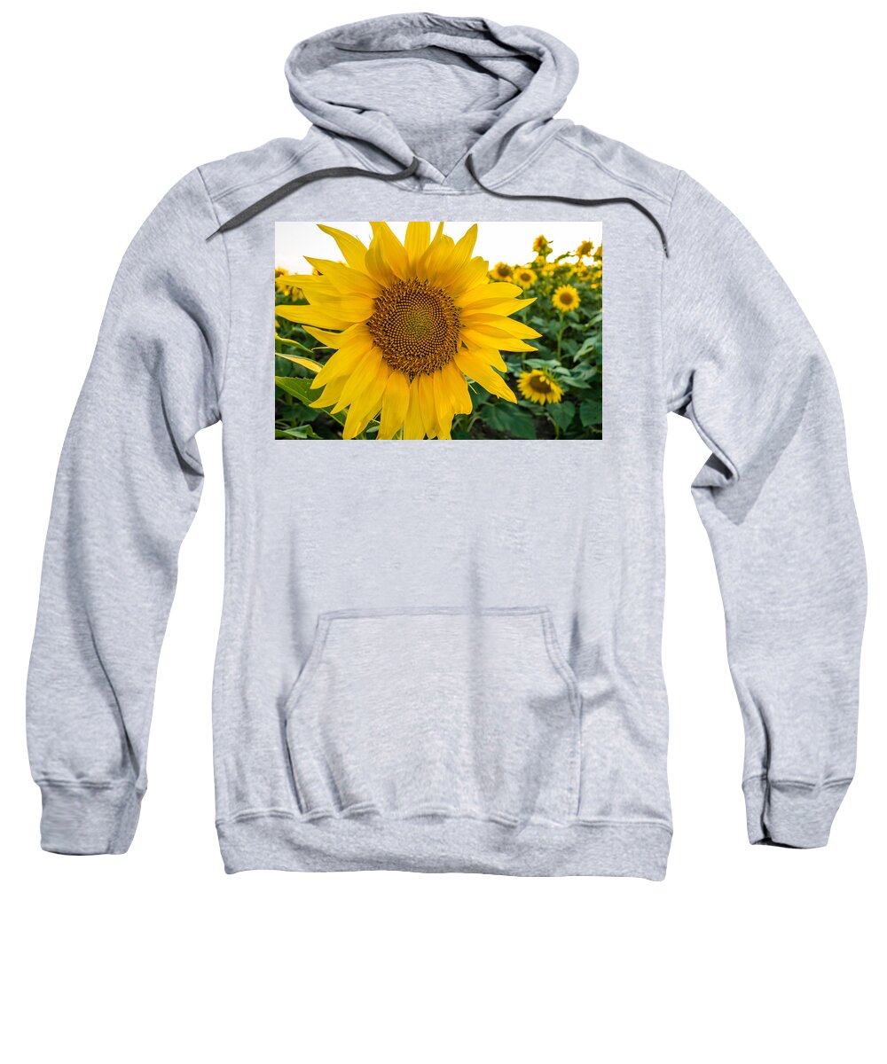 Blooming Sweatshirt featuring the photograph Fibonacci in Full Bloom by Melinda Ledsome