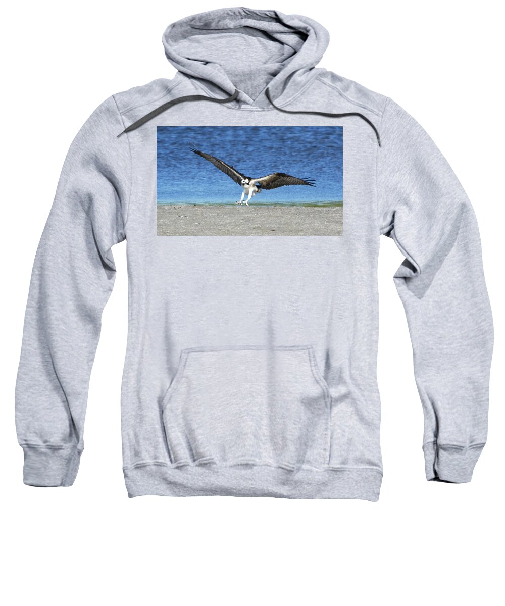 Wildlife Sweatshirt featuring the photograph Swooping Osprey by Kenneth Albin
