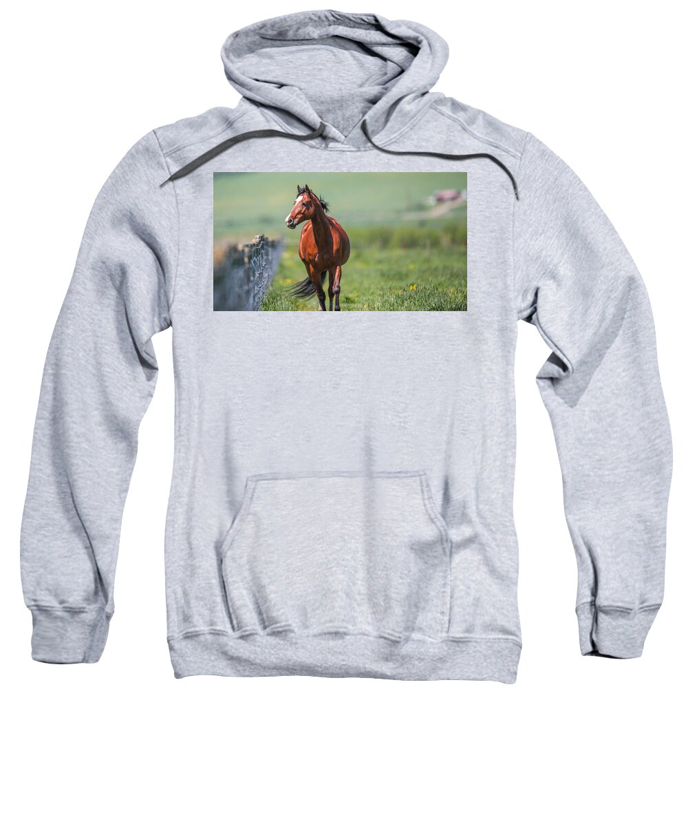 Horse Sweatshirt featuring the photograph Sydney Trot by Kevin Dietrich
