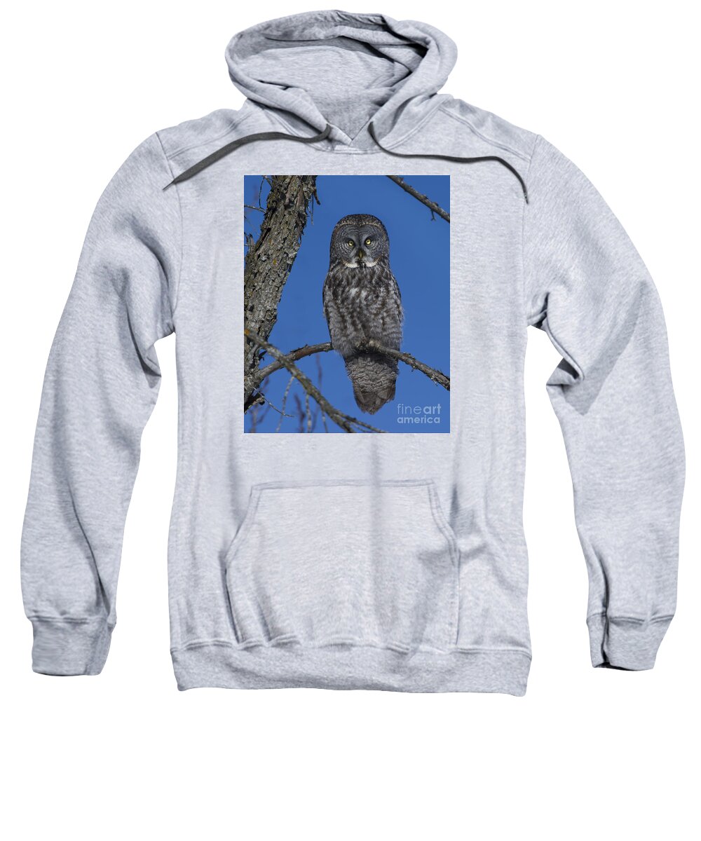 Festblues Sweatshirt featuring the photograph The Great Gray... by Nina Stavlund