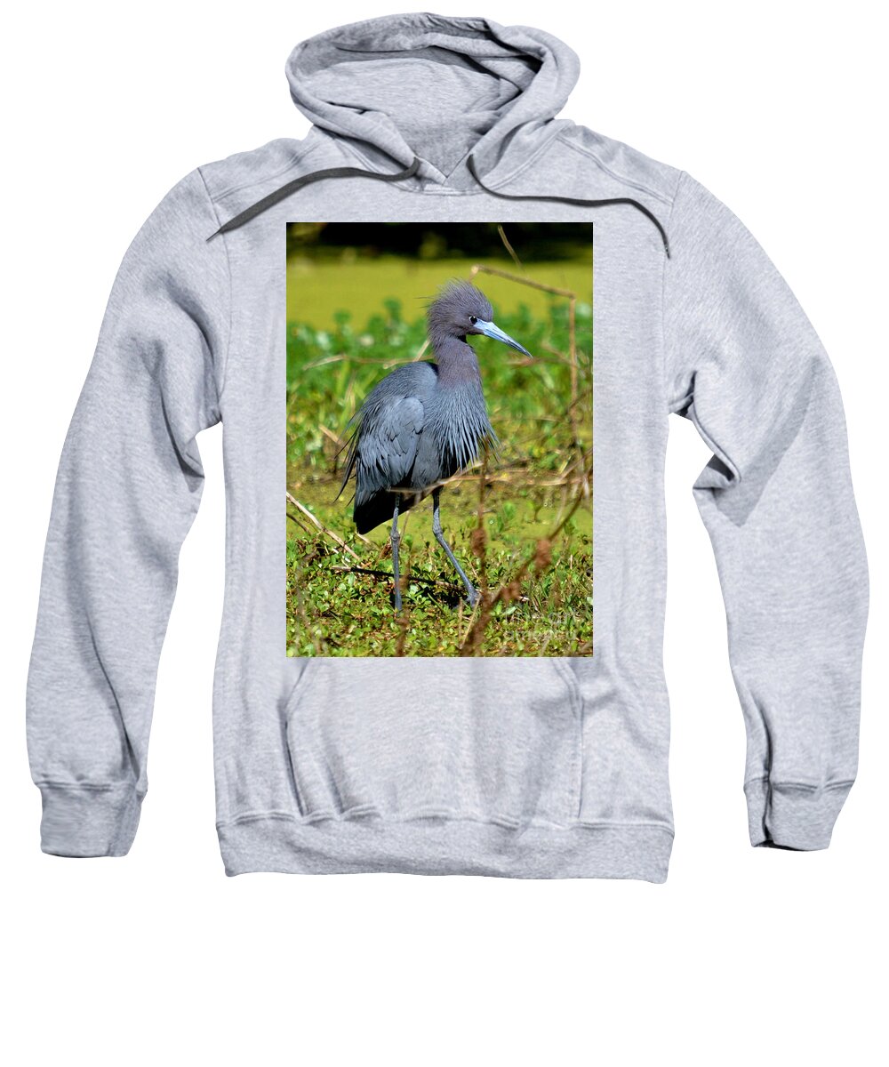 Heron Sweatshirt featuring the photograph The Little Blue Heron by Kathy Baccari