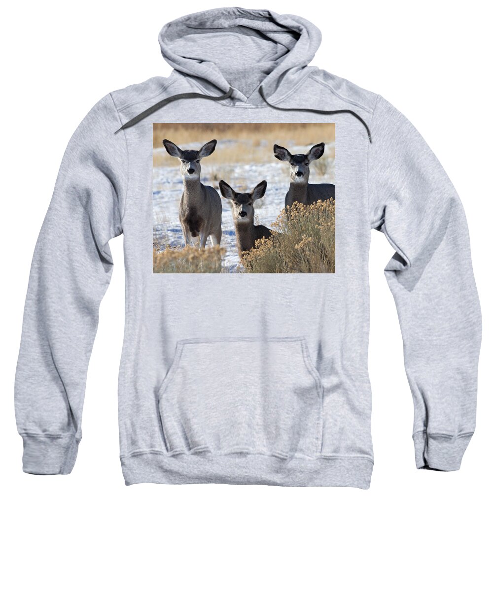 Mule Deer Sweatshirt featuring the photograph Three Deer by Max Waugh