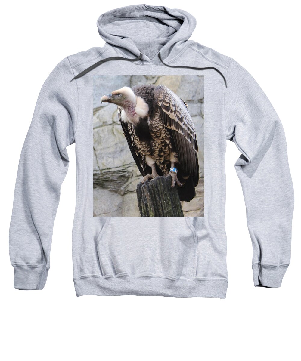 Vulture Sweatshirt featuring the photograph Vulture by Sarah Qua