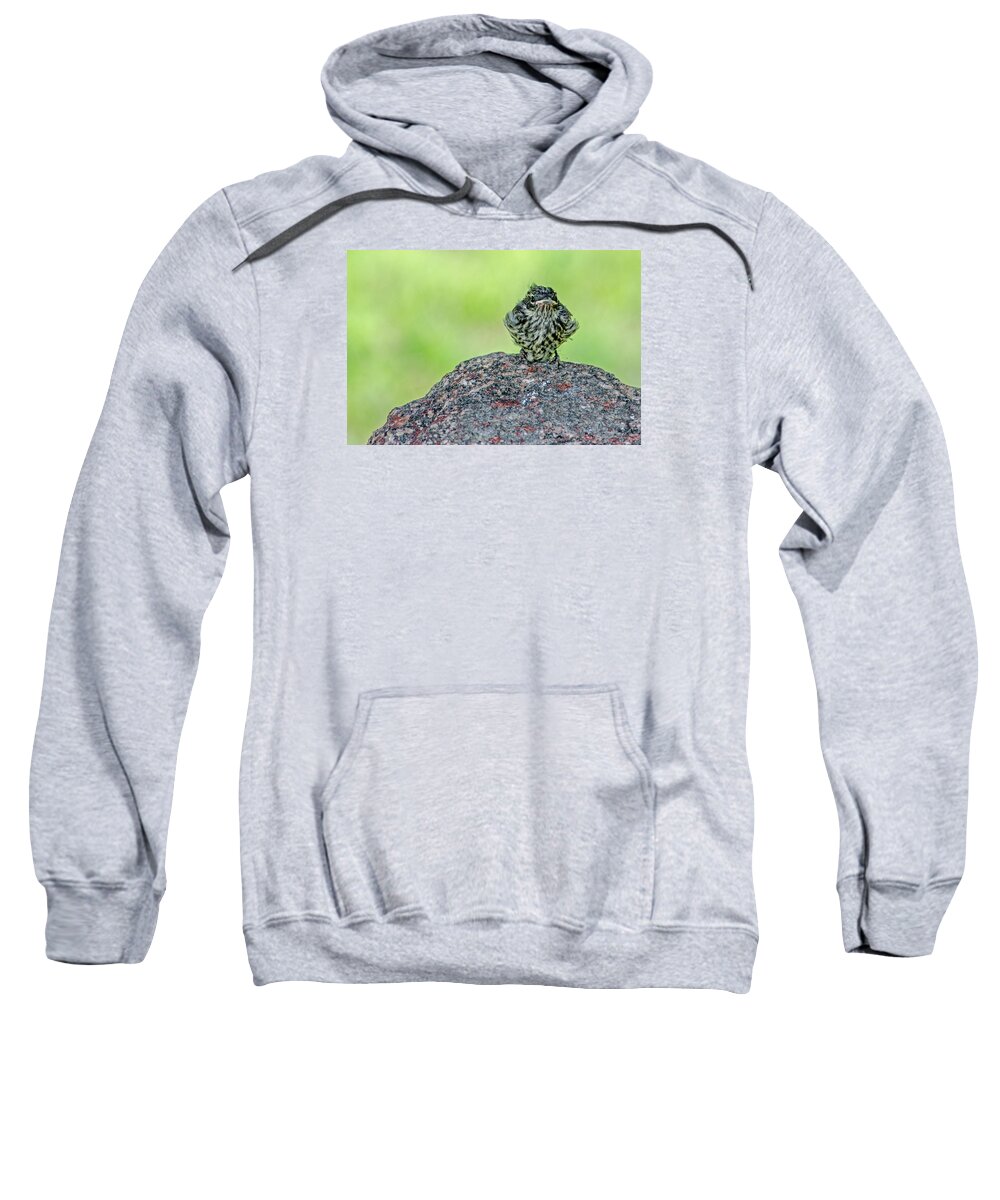 Bird Sweatshirt featuring the photograph Welcome To The World by Susan McMenamin