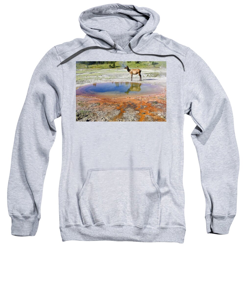 Animal Sweatshirt featuring the photograph Wild and Free in Yellowstone by Teresa Zieba