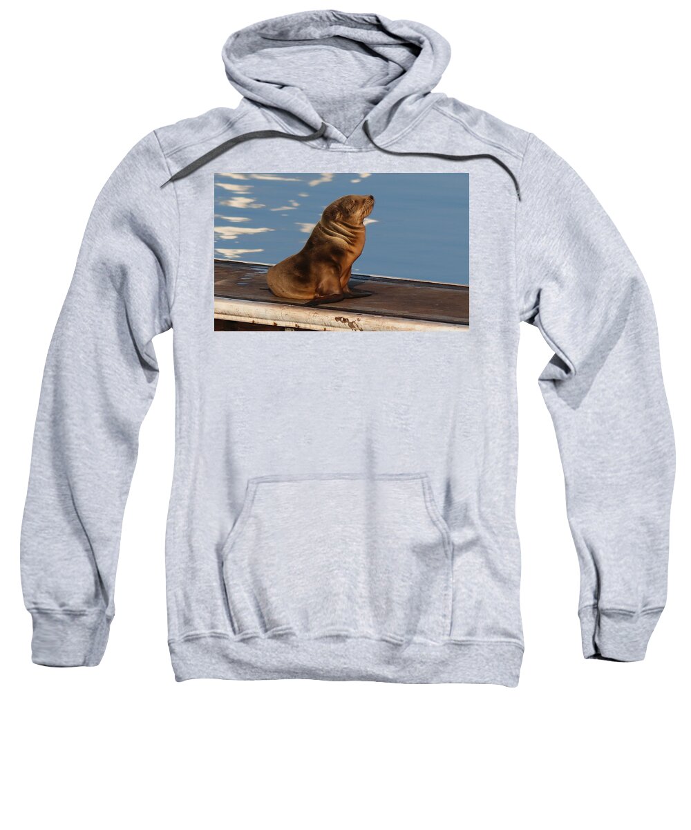 Wild Sweatshirt featuring the photograph Wild Pup Sun Bathing - 2 by Christy Pooschke