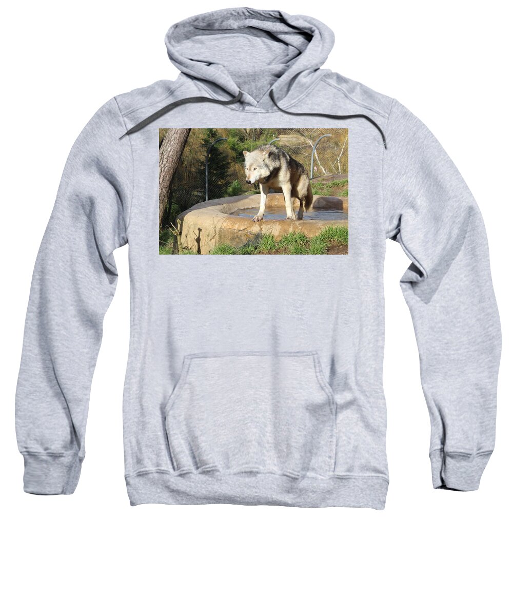 Wolf Sweatshirt featuring the photograph Wolf by Sarah Qua