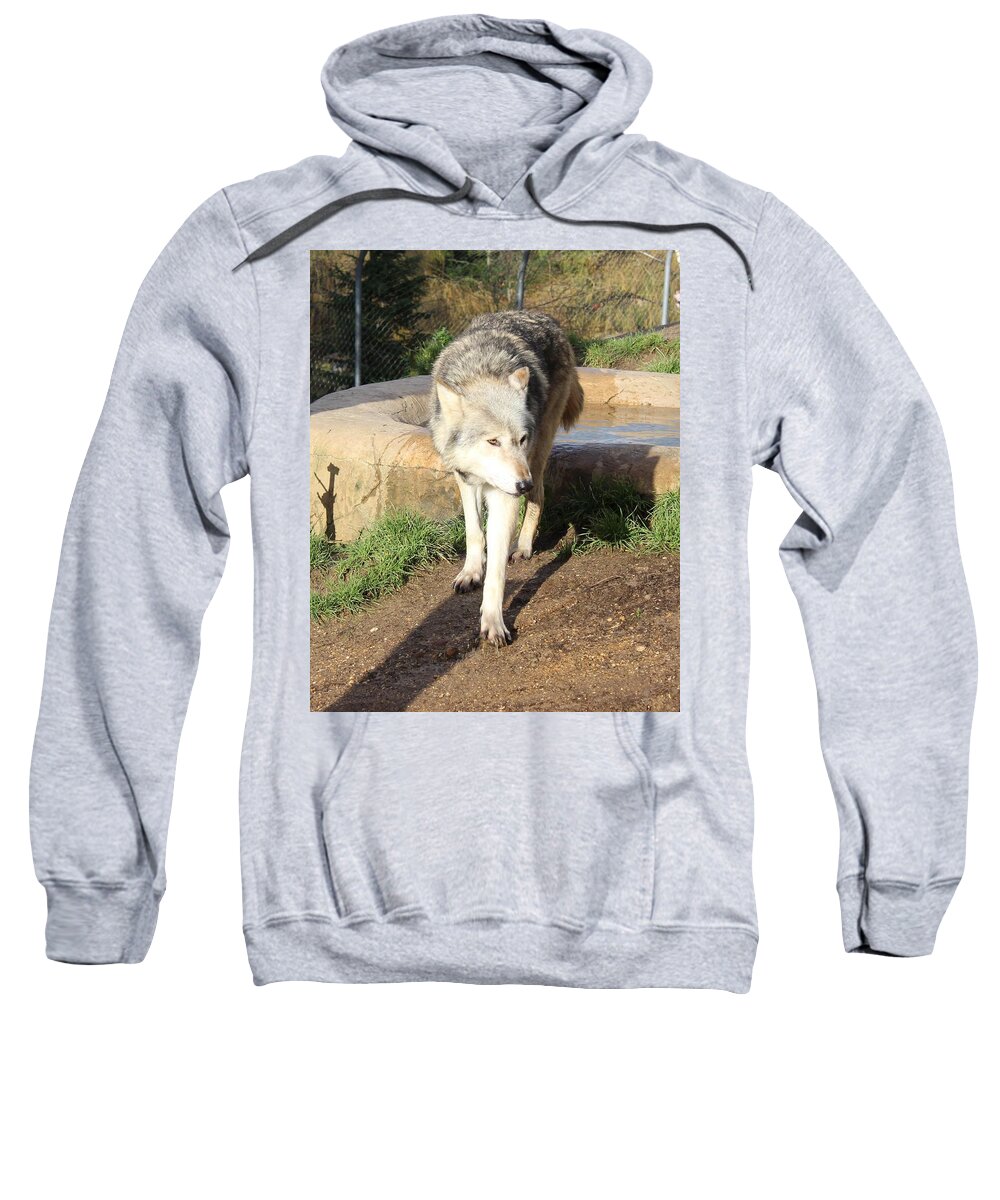 Wolf Sweatshirt featuring the photograph Wolf Take 2 by Sarah Qua