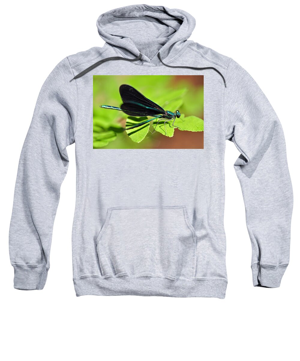 Dragonfly Sweatshirt featuring the photograph Dragonfly #1 by Glenn Gordon