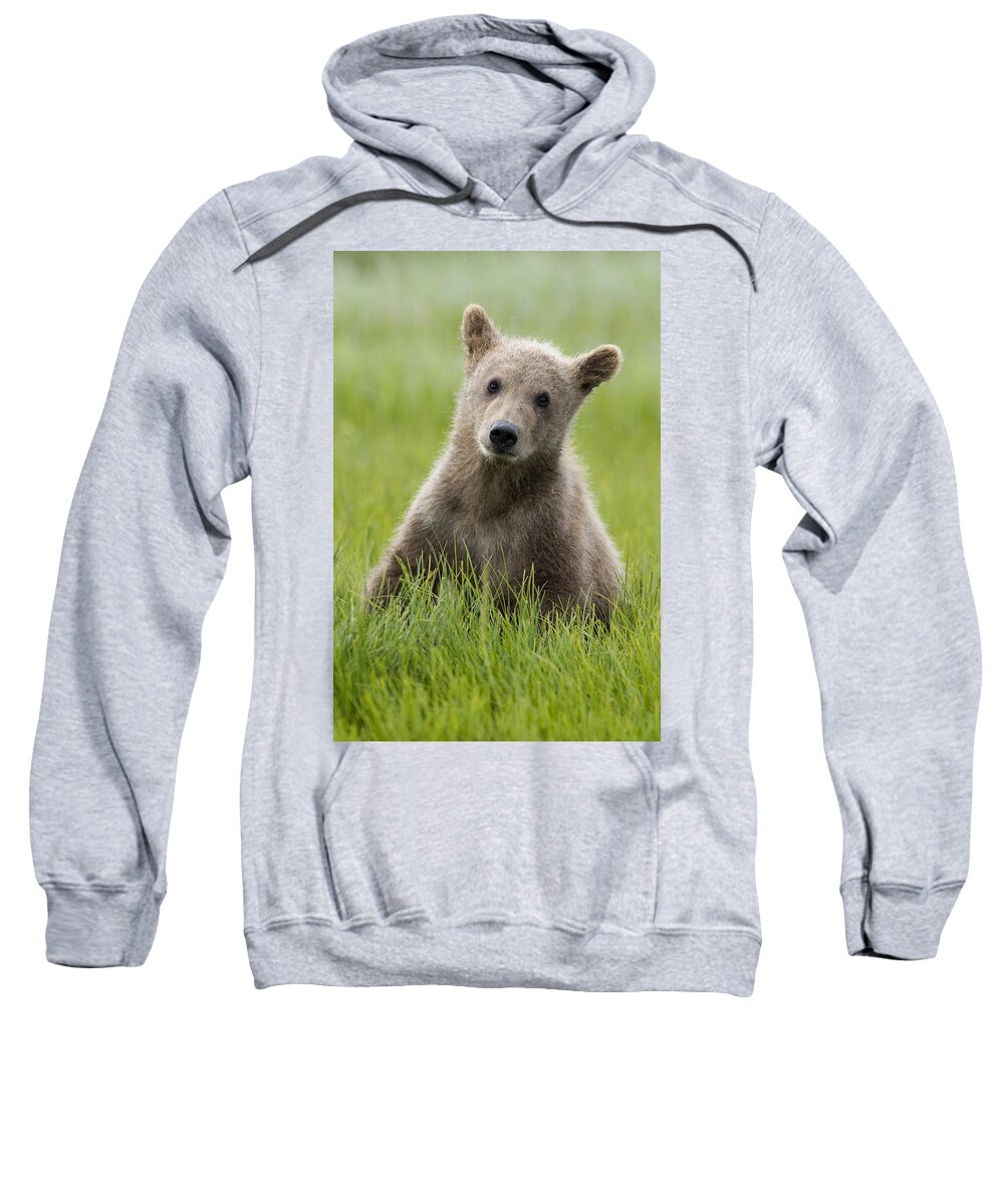 Mp Sweatshirt featuring the photograph Grizzly Bear Ursus Arctos Horribilis #1 by Matthias Breiter