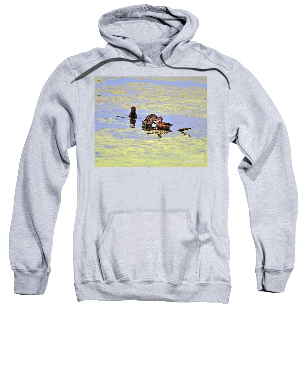 Duck Sweatshirt featuring the photograph Three of a Kind #1 by Al Powell Photography USA