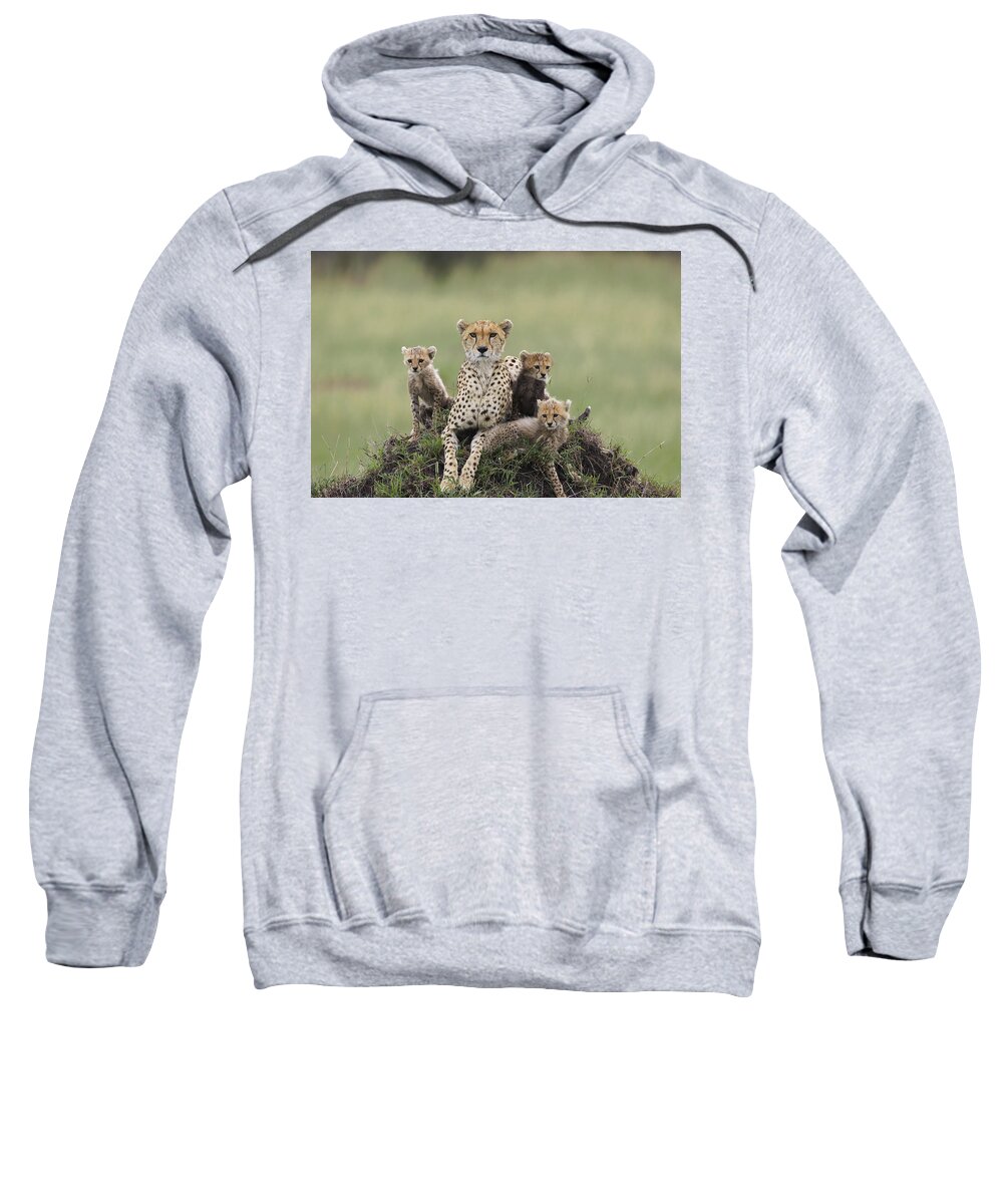 00761478 Sweatshirt featuring the photograph Cheetah Acinonyx Jubatus Mother by Suzi Eszterhas