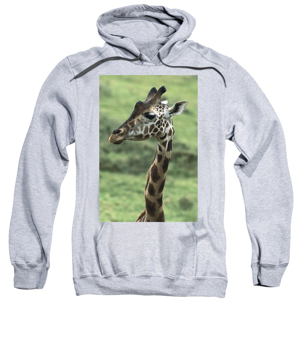 Mp Sweatshirt featuring the photograph Rothschild Giraffe Giraffa #3 by San Diego Zoo