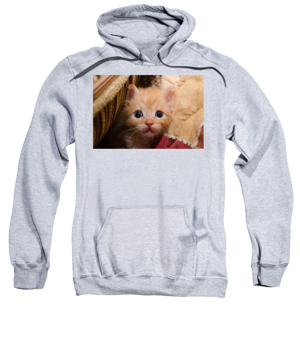 Animal Sweatshirt featuring the photograph Kitty #8 by Michael Goyberg